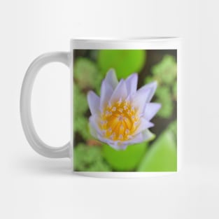 Egyptian Lotus Close Up Mug